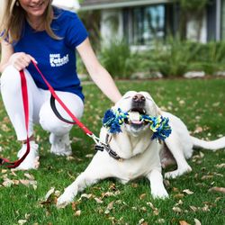 Fetch! Pet Care