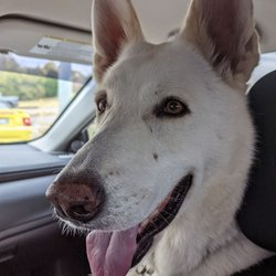 Wedgewood Pet Clinic - Iggy Malabuen