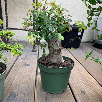 Wigert's Bonsai - Nurseries & Gardening Near Me - North Fort Myers, Florida Wigert's Bonsai - Nurseries & Gardening Near Me - North Fort Myers, Florida
