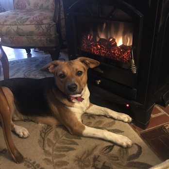 All Paws N Prints PlayCare - Pet Training Near Me - Casco, Michigan All Paws N Prints PlayCare - Pet Training Near Me - Casco, Michigan