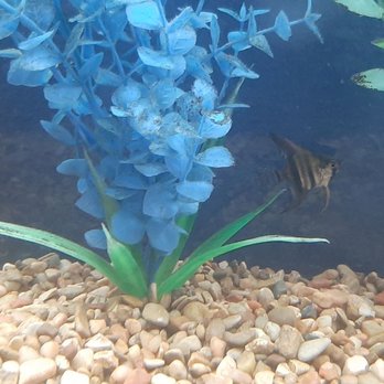 Fish World - Pet Stores Near Me - Liberal, Kansas