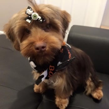 K9 Caterers - My Yorkie got her first grooming at K9 around Halloween. - Pet Stores Near Me - Glendale, New York K9 Caterers - My Yorkie got her first grooming at K9 around Halloween. - Pet Stores Near Me - Glendale, New York