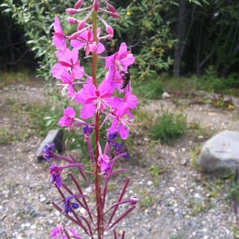Denali National Park - Pretty sure this is fireweed (also there's some sort of bee on the flower) - Parks Near Me Denali National Park - Pretty sure this is fireweed (also there's some sort of bee on the flower) - Parks Near Me