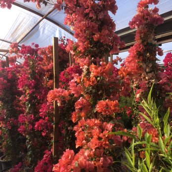 Sky Nursery - Orange king bouanvillea - Nurseries & Gardening Near Me - Desert Hot Springs, California Sky Nursery - Orange king bouanvillea - Nurseries & Gardening Near Me - Desert Hot Springs, California