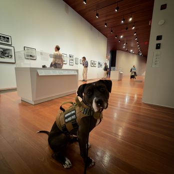 CeCe's Pack - From Death Row to Museum Row! - Pet Training Near Me CeCe's Pack - From Death Row to Museum Row! - Pet Training Near Me