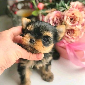 Pet Indulgence - AKC registered male teacup Yorkie puppy available for adoption and ready to go to any good loving and caring home contact us - Dog Walkers Near Me - Petaluma, California Pet Indulgence - AKC registered male teacup Yorkie puppy available for adoption and ready to go to any good loving and caring home contact us - Dog Walkers Near Me - Petaluma, California