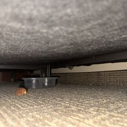 Comfort Inn - Dehydrated food and dirty food container under the bed.