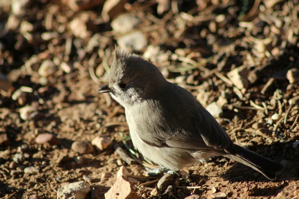 South Rim Trail by null