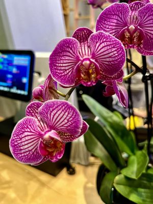 Pho Saigon Pearl by null