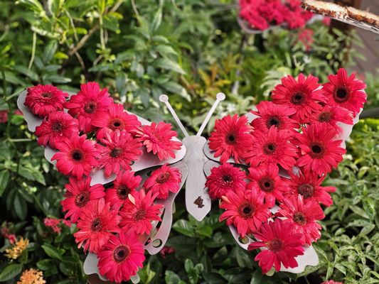 Butterfly Garden by null