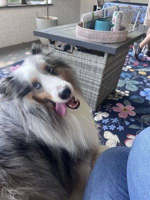 Bark Avenue Dog Day Camp