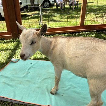 808 Goat Yoga - Goat - Yoga Near Me - Kilauea, Hawaii