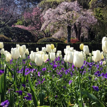 Filoli - Tulips - Botanical Gardens Near Me - Woodside, California