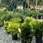 Piedmont Carolina Tree & Shrub Farm Market