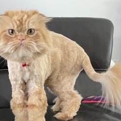 Bark N Purr - Miu Miu's new hair cut Slay