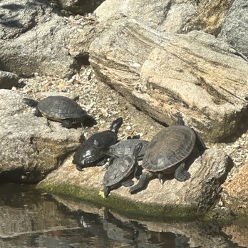 Dixie Crossroads - Turtles gather on the rocks outside - Seafood Near Me - Titusville, Florida Dixie Crossroads - Turtles gather on the rocks outside - Seafood Near Me - Titusville, Florida