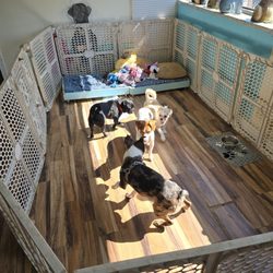 Atlantic City 24 Hour Pet Hotel & Grooming - Teddy getting dropped off and immediately enjoying his time