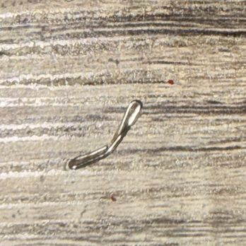 Rey Taco - I encountered a staple while eating that nearly caused my teeth to be damaged and almost swallowed this metal!!! I'm pissed!! - Mexican Near Me - Tucker, Georgia Rey Taco - I encountered a staple while eating that nearly caused my teeth to be damaged and almost swallowed this metal!!! I'm pissed!! - Mexican Near Me - Tucker, Georgia