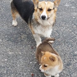 Cheboygan County Humane Society - Miss Corgi back home!