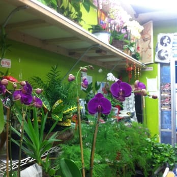 Phuong Nam Plants - Nurseries & Gardening Near Me - San Jose, California