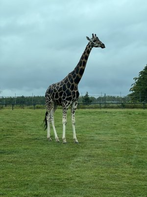 African Lion Safari by null