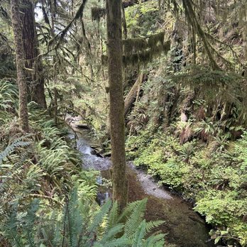Quinault Rain Forest - Parks Near Me - Amanda Park, Washington Quinault Rain Forest - Parks Near Me - Amanda Park, Washington