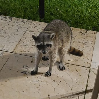 Ocean Coral & Turquesa - Racoon - Hotels Near Me - Puerto Morelos, ROO Ocean Coral & Turquesa - Racoon - Hotels Near Me - Puerto Morelos, ROO