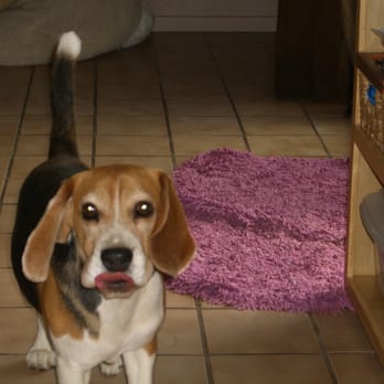 Beach City Bow Wow - Pet Sitting Near Me - Costa Mesa, California Beach City Bow Wow - Pet Sitting Near Me - Costa Mesa, California