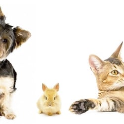 Pooch 'n' Pals