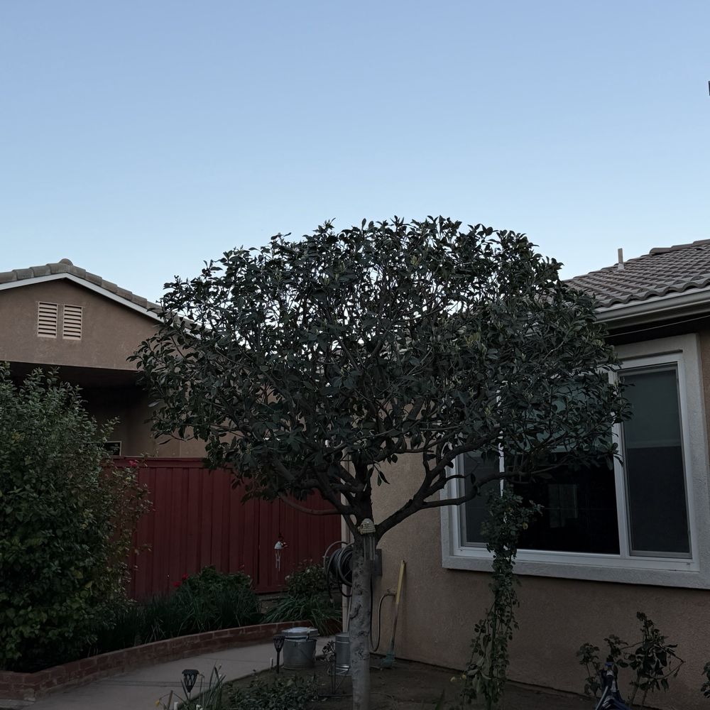 Chuck's Complete Tree Service - Tree in front of my bedroom window after getting trimmed - Tree Services Near Me - Rancho Cucamonga, California