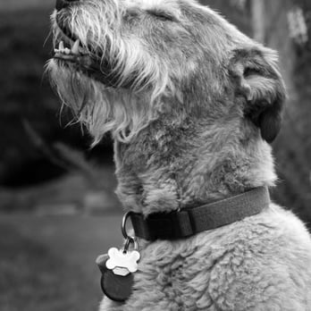 Pet Vacations - Pet Sitting Near Me Pet Vacations - Pet Sitting Near Me