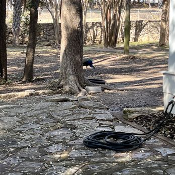 Mayfield Park - Trees and trails - Parks Near Me - Austin, Texas