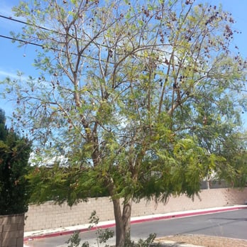 Green Design Group - Current. No flowers. - Landscape Architects or Designers Near Me