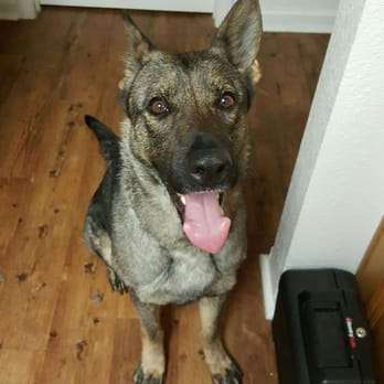 Mutt Masters - Pet Training Near Me - Colorado Springs, Colorado Mutt Masters - Pet Training Near Me - Colorado Springs, Colorado