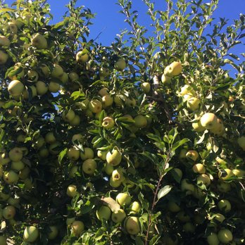 Becker Farms - Apples by the branch! - Venues & Event Spaces Near Me - Gasport, New York Becker Farms - Apples by the branch! - Venues & Event Spaces Near Me - Gasport, New York