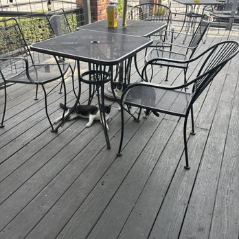 Good Dog Houston - Heights - Cats that are living there - Hot Dogs Near Me - Houston, Texas