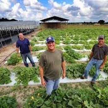 Sunsational Farms - Sunsational Farms owners - Farms Near Me - Umatilla, Florida Sunsational Farms - Sunsational Farms owners - Farms Near Me - Umatilla, Florida