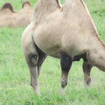 The Wilds - Bactrian Camel and Baby - Parks Near Me - Cumberland, Ohio The Wilds - Bactrian Camel and Baby - Parks Near Me - Cumberland, Ohio