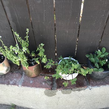 Sunset Nursery - All my little plant babies - Nurseries & Gardening Near Me - Los Angeles, California Sunset Nursery - All my little plant babies - Nurseries & Gardening Near Me - Los Angeles, California