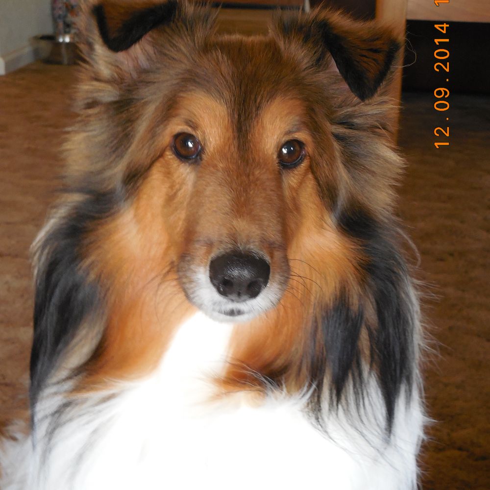 Companion Veterinary Clinic - This is our beloved Elgin. - Veterinarians Near Me - Auburn, California Companion Veterinary Clinic - This is our beloved Elgin. - Veterinarians Near Me - Auburn, California