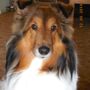 Photo of Companion Veterinary Clinic