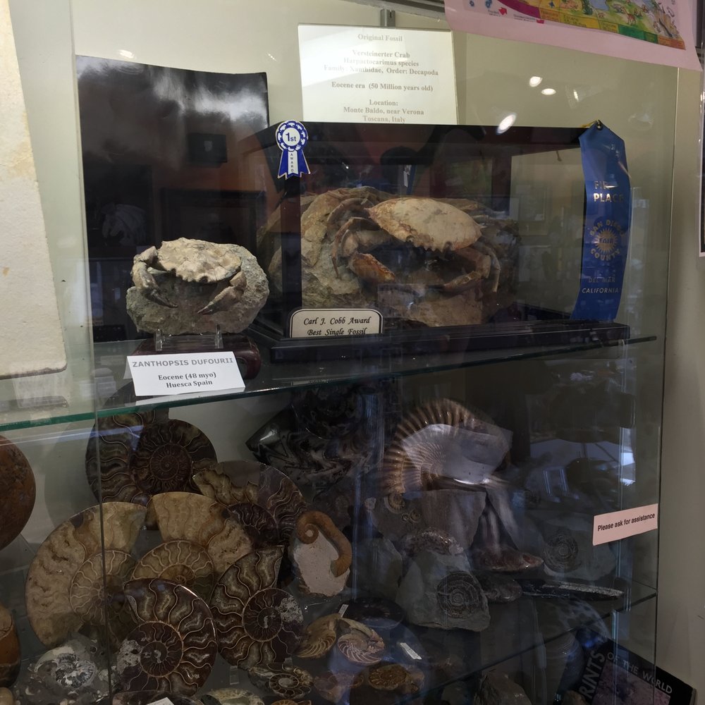 Dinosaur Gallery - Gemstones & Minerals Near Me - Del Mar, California