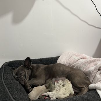 Veterinary Emergency Group - Luna an her puppies home safe and sound thank you guys - Emergency Pet Hospital Near Me - Pleasant Hill, California Veterinary Emergency Group - Luna an her puppies home safe and sound thank you guys - Emergency Pet Hospital Near Me - Pleasant Hill, California