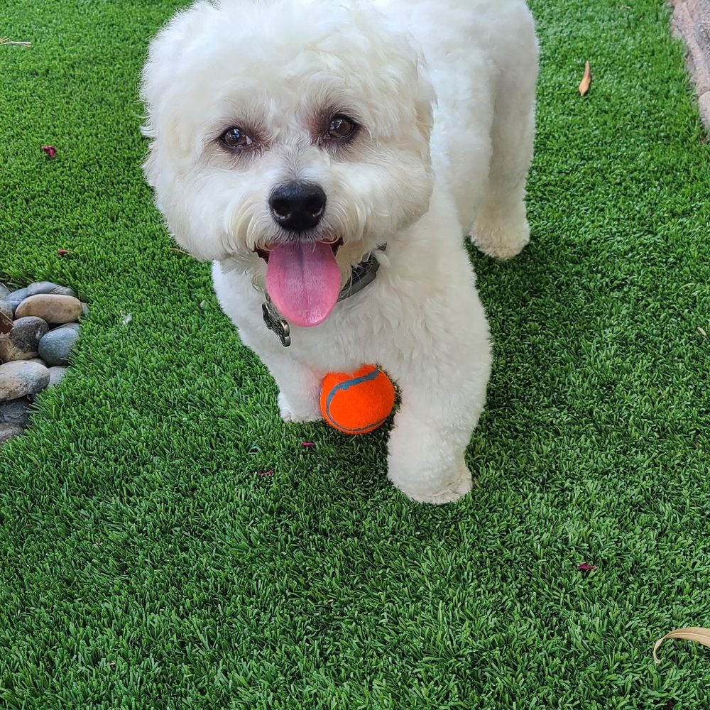 Royalty Pet Spa - My happy Cosmo after his groom with Brittany from Royalty Pet Spa!! - Pet Groomers Near Me - Las Vegas, Nevada Royalty Pet Spa - My happy Cosmo after his groom with Brittany from Royalty Pet Spa!! - Pet Groomers Near Me - Las Vegas, Nevada