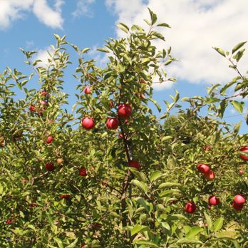 Brace Orchard - Farms Near Me - Dallas, Pennsylvania