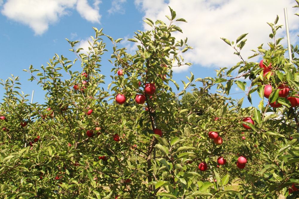 BRACE ORCHARD Updated July 2024 21 Photos 444 Brace Rd, Dallas