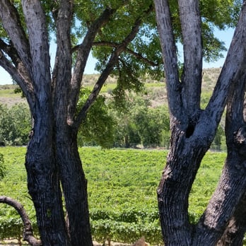 Page Springs Cellars - The vineyard - Massage Near Me - Cornville, Arizona Page Springs Cellars - The vineyard - Massage Near Me - Cornville, Arizona