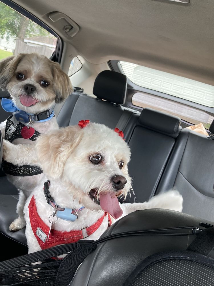 CHRIS’ WAGGIN’ TAILS Updated October 2024 13 Reviews 2701 N 1st