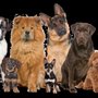 Photo of Winter Garden Dog Grooming