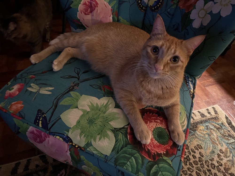 Schulzie Animal Lover - pet boarding facility in River Ridge, LA